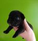 French Bulldog Puppies for sale in Prince Frederick, MD, USA. price: $3,000