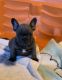 French Bulldog Puppies for sale in Helena, MT, USA. price: NA