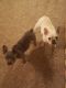 French Bulldog Puppies for sale in Bellaire, OH 43906, USA. price: NA