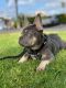 French Bulldog Puppies for sale in Escondido, CA, USA. price: $1,500