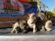 French Bulldog Puppies for sale in Brentwood, CA 94513, USA. price: $3,500