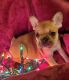 French Bulldog Puppies for sale in Dover, OH, USA. price: NA