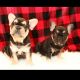 French Bulldog Puppies for sale in Marengo, OH 43334, USA. price: $3,500