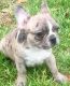 French Bulldog Puppies for sale in Shelbyville, KY 40065, USA. price: NA