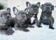 French Bulldog Puppies for sale in Costa Mesa, CA 92626, USA. price: $500