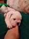 French Bulldog Puppies for sale in Oxford, MS, USA. price: NA