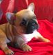 French Bulldog Puppies for sale in Edgewood, TX 75117, USA. price: NA