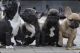 French Bulldog Puppies for sale in Fredericksburg, VA 22408, USA. price: $2,000