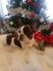French Bulldog Puppies for sale in West Plains, MO 65775, USA. price: $2,200