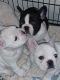 French Bulldog Puppies for sale in Lucerne Valley, CA 92356, USA. price: NA