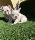 French Bulldog Puppies for sale in Lucerne Valley, CA 92356, USA. price: NA