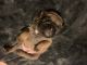 French Bulldog Puppies for sale in Oakley, CA 94561, USA. price: $4,000