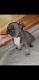 French Bulldog Puppies for sale in Broken Bow, OK 74728, USA. price: NA