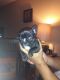 French Bulldog Puppies for sale in Pontiac, MI, USA. price: NA