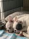 French Bulldog Puppies for sale in Bloomingdale, IL 60108, USA. price: $2,000