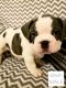 French Bulldog Puppies for sale in Willamina, OR 97396, USA. price: $2,500