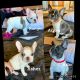 French Bulldog Puppies for sale in Pinon Hills, CA, USA. price: $3,000