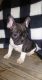 French Bulldog Puppies for sale in Mt Vernon, MO 65712, USA. price: NA