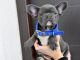 French Bulldog Puppies for sale in Lawrenceville, GA, USA. price: $650
