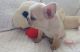 French Bulldog Puppies for sale in 3811 S Cooper St, Arlington, TX 76015, USA. price: NA