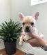 French Bulldog Puppies for sale in Los Angeles, CA 90036, USA. price: $4,000