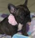 French Bulldog Puppies for sale in Kalamazoo, MI, USA. price: $2,500
