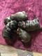 French Bulldog Puppies for sale in Independence, MO, USA. price: NA