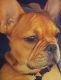 French Bulldog Puppies for sale in McDonough, GA, USA. price: $2,500