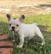 French Bulldog Puppies for sale in The Bronx, NY 10456, USA. price: $2,700