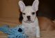 French Bulldog Puppies for sale in Holland, MI 49423, USA. price: NA