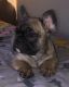 French Bulldog Puppies for sale in Mountain Grove, MO 65711, USA. price: NA