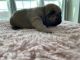 French Bulldog Puppies for sale in 20365 Century Blvd, Germantown, MD 20874, USA. price: $3,500