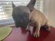 French Bulldog Puppies for sale in Salem, NH 03079, USA. price: $2,200