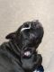 French Bulldog Puppies for sale in Anna, IL 62906, USA. price: $1,000
