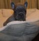 French Bulldog Puppies for sale in Lowell, MA, USA. price: $3,500