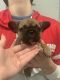 French Bulldog Puppies for sale in Coram, NY 11727, USA. price: NA