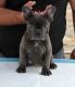 French Bulldog Puppies for sale in Sun Valley, Los Angeles, CA, USA. price: $4,000