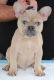 French Bulldog Puppies for sale in Sun Valley, Los Angeles, CA, USA. price: $3,500