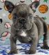 French Bulldog Puppies for sale in Beverly, MA, USA. price: NA