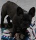 French Bulldog Puppies for sale in Bloomington, IN, USA. price: NA