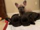 French Bulldog Puppies for sale in Jay, FL 32565, USA. price: NA