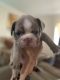 French Bulldog Puppies for sale in Plant City, FL 33563, USA. price: NA
