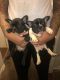 French Bulldog Puppies for sale in View Park-Windsor Hills, CA, USA. price: NA