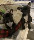 French Bulldog Puppies for sale in Pine, CO 80470, USA. price: NA