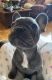 French Bulldog Puppies for sale in Barbourville, KY, USA. price: NA
