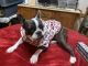 French Bulldog Puppies for sale in Hill Point, WI 53937, USA. price: NA