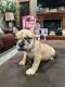 French Bulldog Puppies for sale in Kearney, NE 68847, USA. price: $3,500