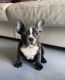 French Bulldog Puppies for sale in Sunny Isles Beach, FL 33160, USA. price: $2,300