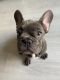 French Bulldog Puppies for sale in Sunny Isles Beach, FL 33160, USA. price: $2,500