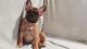 French Bulldog Puppies for sale in Lowell, MA, USA. price: $2,000